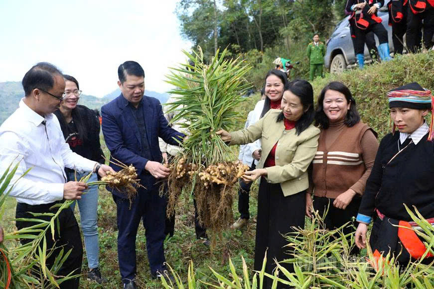 Tổng kết mô hình trồng cây hồi và mô hình liên kết trồng gừng trâu ruột vàng tại xã Đường Hồng